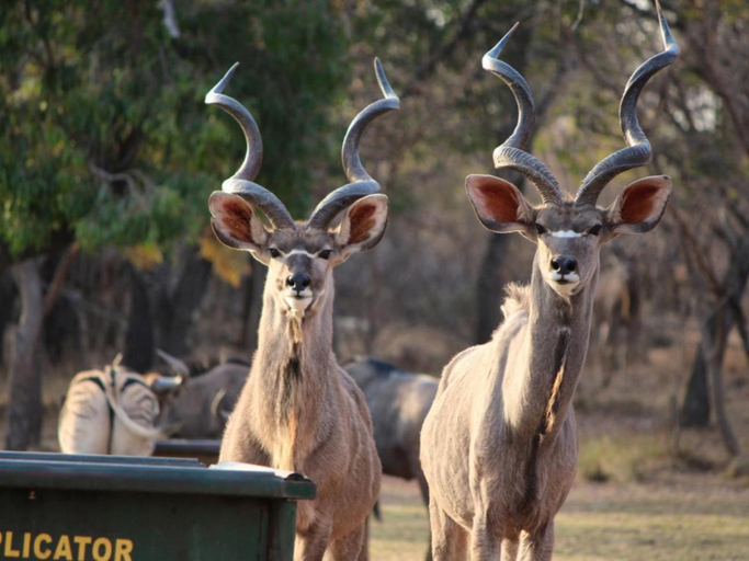 Others 5, Zomoya Game Farm, Waterberg