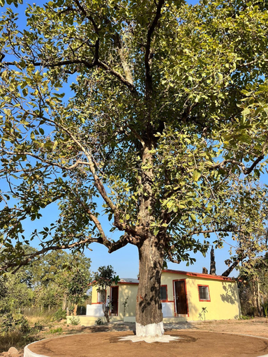 Others, Home in the Jungle, Seoni