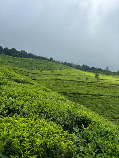 4, Hotel LasaKusa Temi residency, South Sikkim