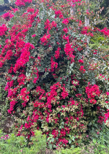 Others 2, Silk Route Lingtam Resort, East Sikkim