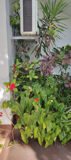 Others 3, R GARDEN Pointe Aux Sables, Black River