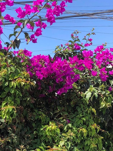 Scenery 5