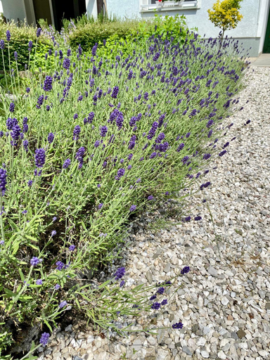 Garden 2, Apartments Alpha Center, Bovec