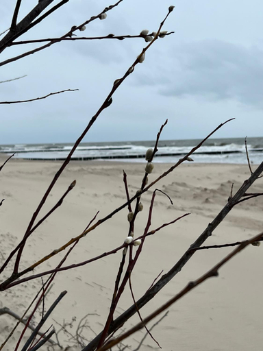 Others 2, Trymas Apart, Kołobrzeg