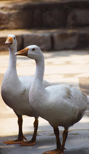 Exterior view, Villa Resorts, Nainital