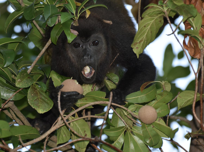 Others 4, Finca Ometepe, Lago de Nicaragua