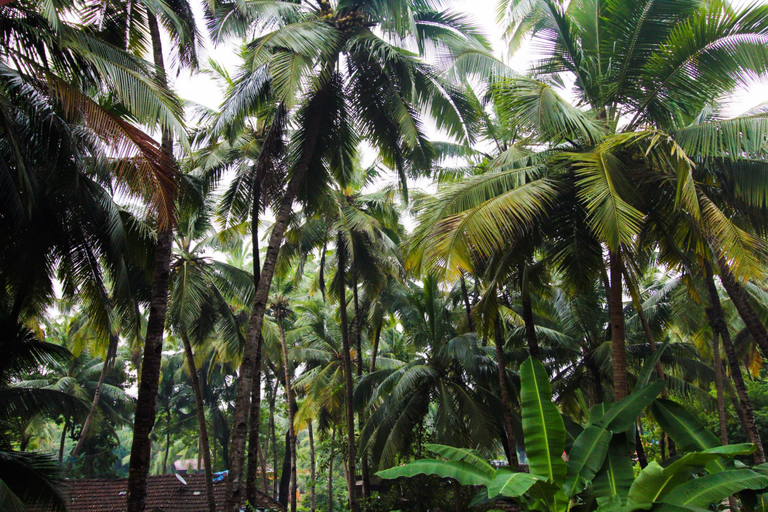 Others 4, Hilia's Retreat, South Goa