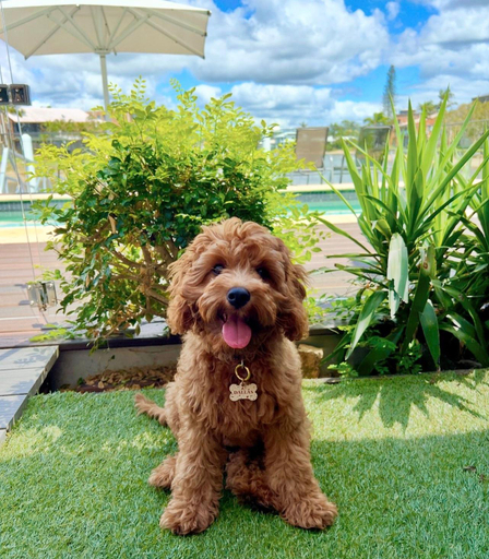 Others 5, Saltwater Villas - Pet Friendly Accommodation, Maroochy - Mooloolaba