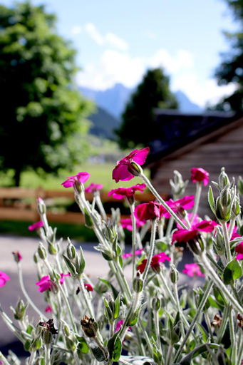 Surrounding environment 4, Dachstein 7, Gmunden