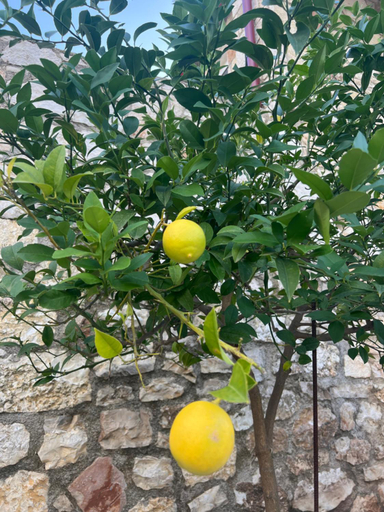 Others 4, Jardin miraculeux, Vlorës