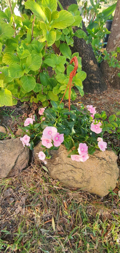 Others 2, Artemisia bed and breakfast, Carbonia-Iglesias