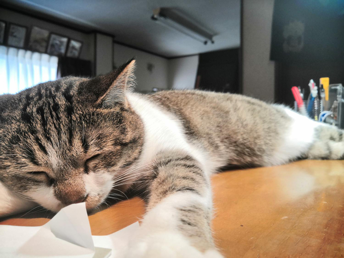 Others 4, Tiny GuestHouse Umekoji 梅小路, Kyoto