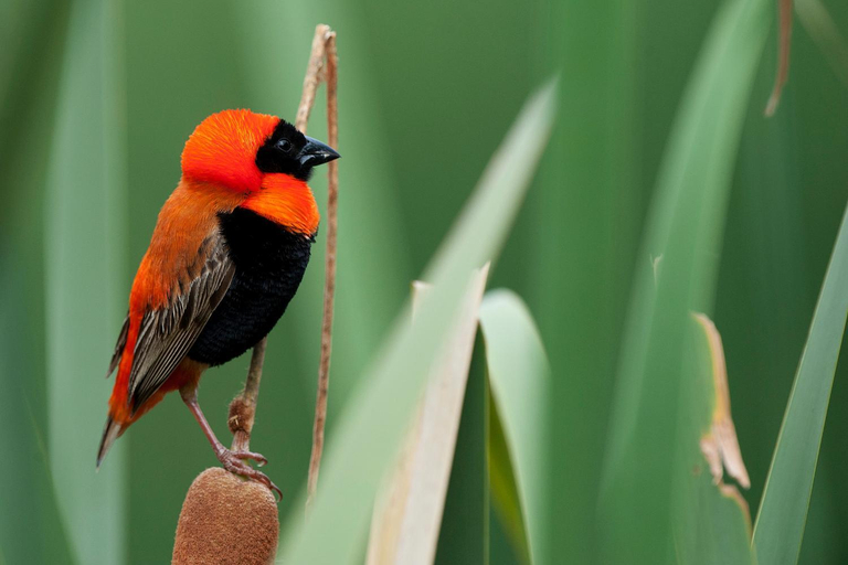 Others 5, Bush Villas on Kruger, Mopani