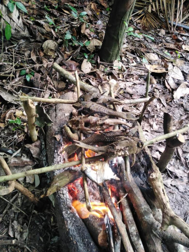 Others 5, Jairo Amazon Tours, Requena