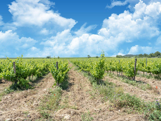 Others 4, Spacious holiday home with private pool and park, Hérault