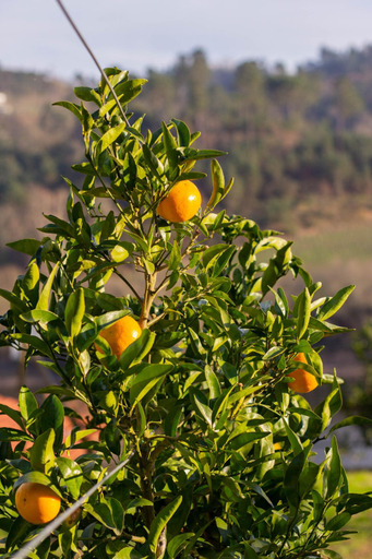 Others 2, Quinta da Azenha, Amarante