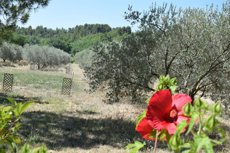 Others 5, La Chambre des Amis au Moulin des GYPSES, Ventoux, Vaucluse