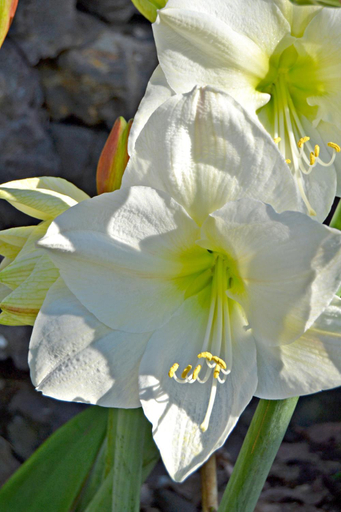 Others 2, Casa Victor - Apartment 1, Santa Cruz de Tenerife