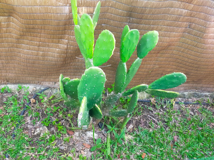 Garden 5, Les Naiades, Goyave