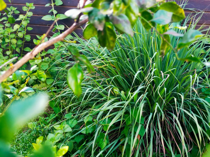 Garden 2, Les Naiades, Goyave