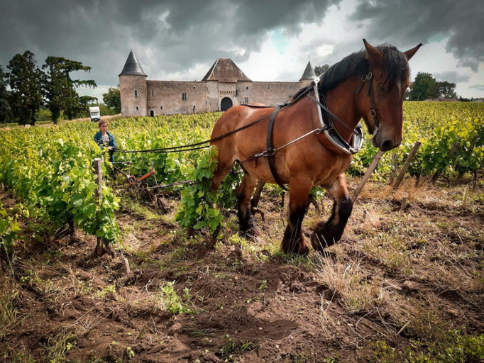 Others 4, Chateau Eck, Gironde