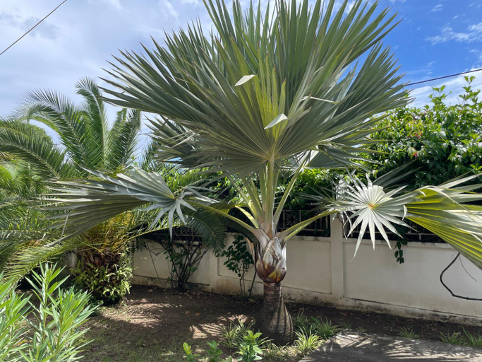 Others 4, Sarithea, Basse-Terre