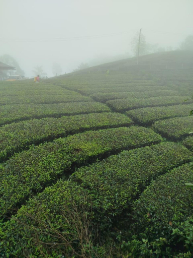 Others 1, Vagamon Springs, Idukki