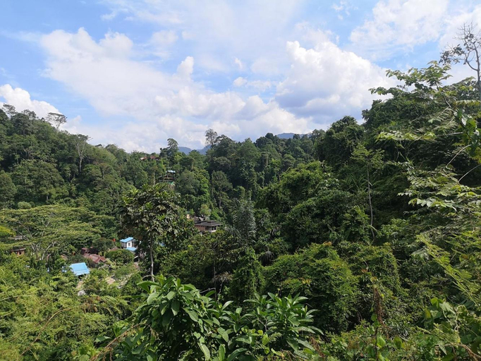 View 4, TheJungleGuide - Lodges & Treks, Langkat