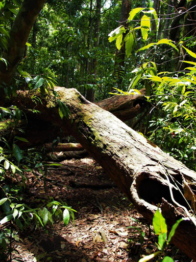 Sports and activities 2, TheJungleGuide - Lodges & Treks, Langkat