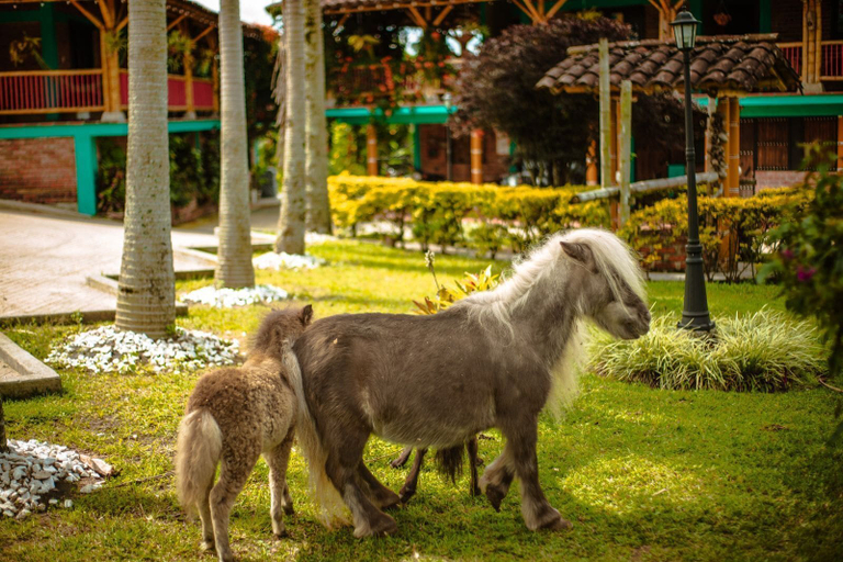 Others 5, Finca hotel el diamante, Calarcá
