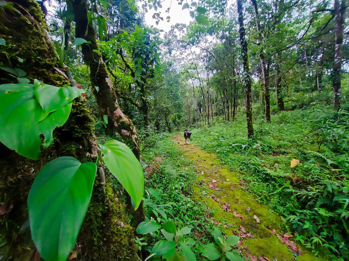 Others 4, The Alpine Jungle Stay, South Sikkim