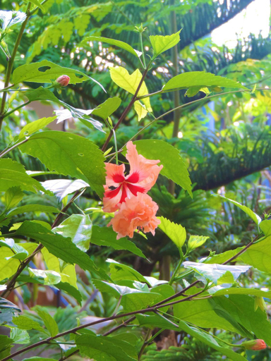 Others 5, Chekesh Casa, San Juan