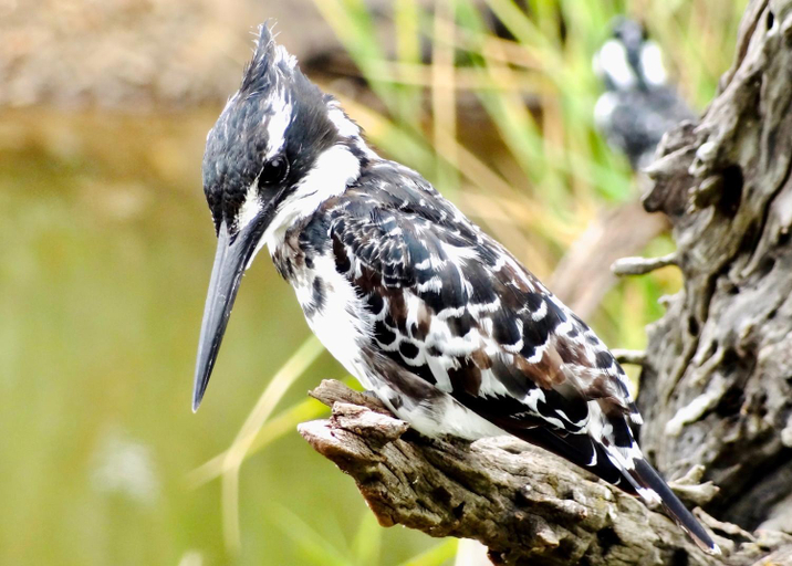 Others 5, Pangolin Game Lodge - Self Catering, incl 2 game drives per day, Bojanala