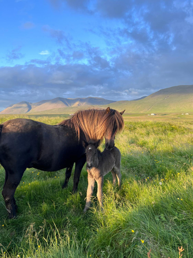 Others 5, Stora-Asgeirsa Horse Farm Stay, Húnaþing vestra