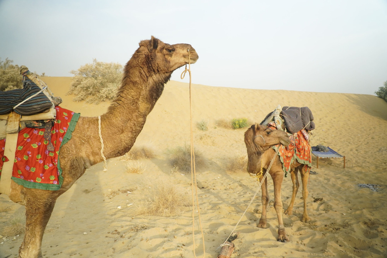 Others 4, Abu Safari, Jaisalmer