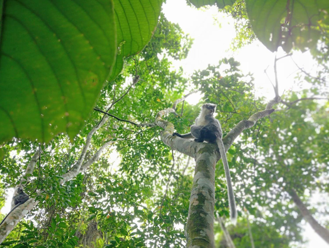 Others 5, Bukit Lawang Backpacker JungleTrekking Only Booking with us, Langkat