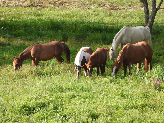 Others 4, Maison d'hotes en pleine nature avec chevaux, Moselle