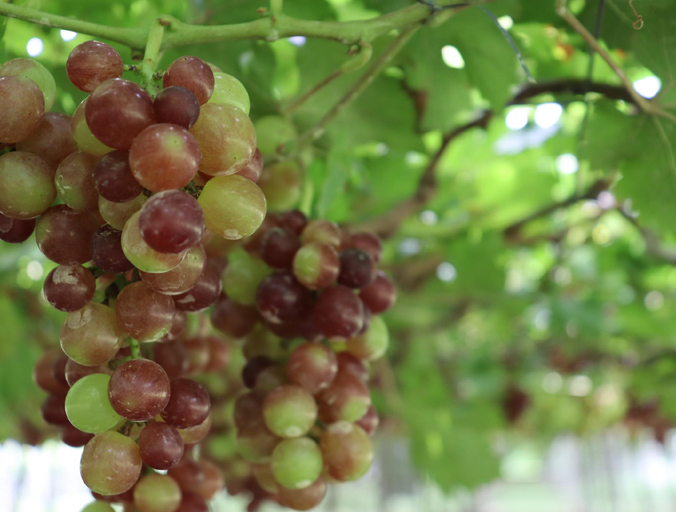 Food & Drinks 5, The Vineyard at Tanauan, Tanauan City