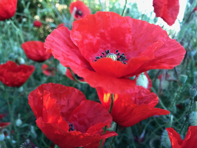 Exterior & Views, Aux Coquelicots Sauvages, Chambres d'Hotes, Loire-Atlantique