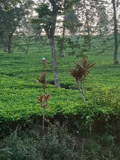 5, Villa RR seroja, Wonosobo