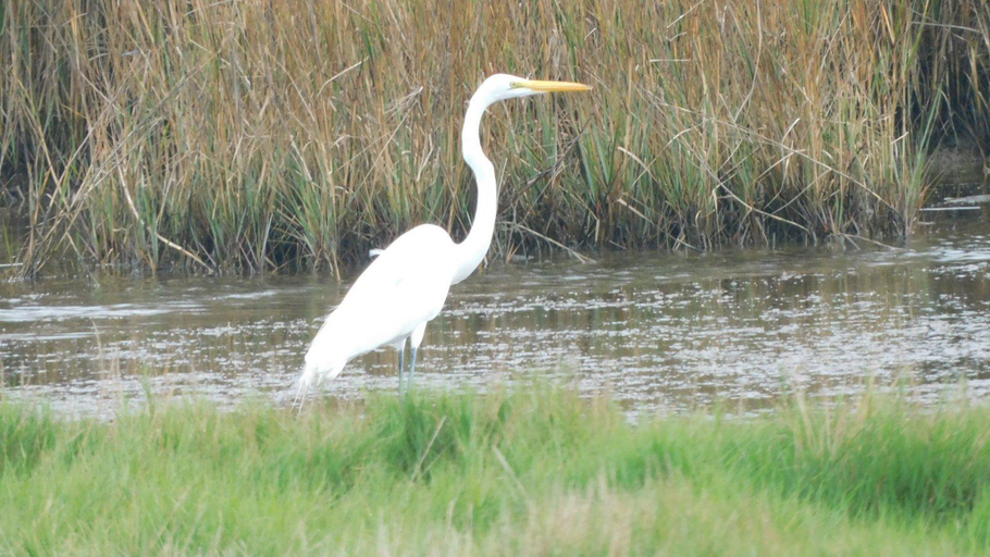 Others 4, Birds I View, Aransas