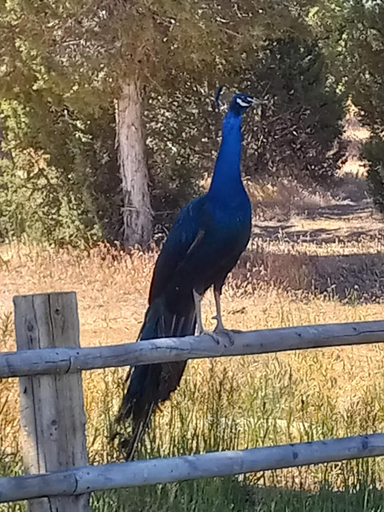 Others 5, The Harmony Studio at Wind Walker Homestead, Sanpete