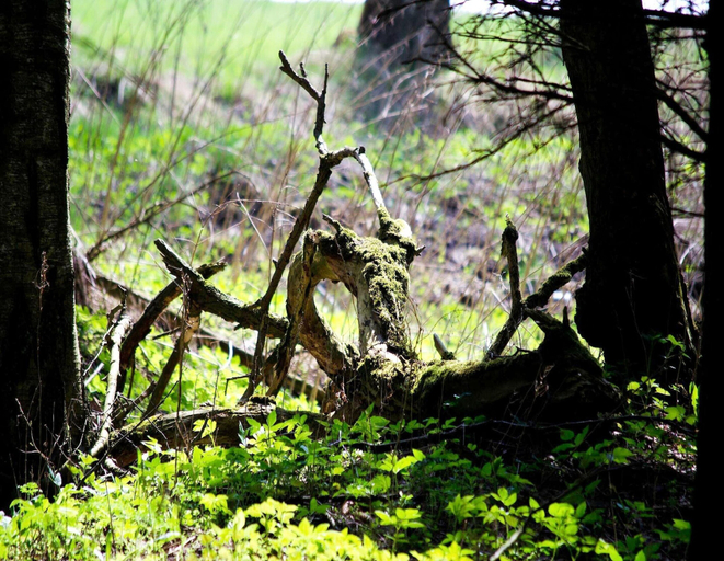 Others 5, Doppelhaushalfte in Hasselfelde, Harz