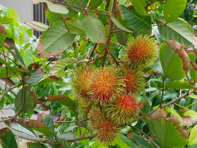 Others 4, Bang Po Hut Nature Room A, Ko Samui