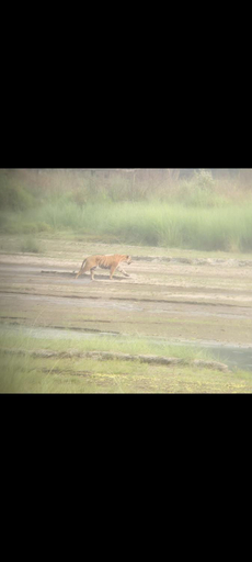 5, Wildflow jungle yoga safari and homestay, Narayani
