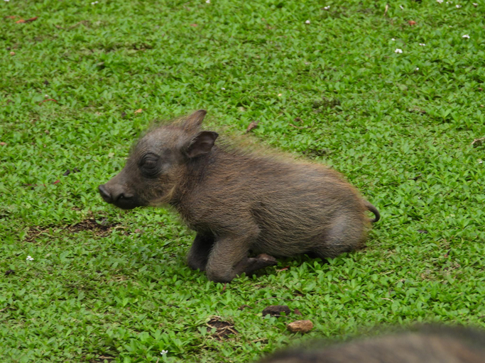 Others 4, Rhino Cottage, Ehlanzeni