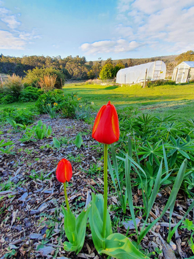 Others 3, Hamlet Downs Country Accommodation, Central Highlands