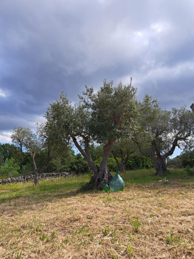 Others 5, Casale Montedoro, Brindisi
