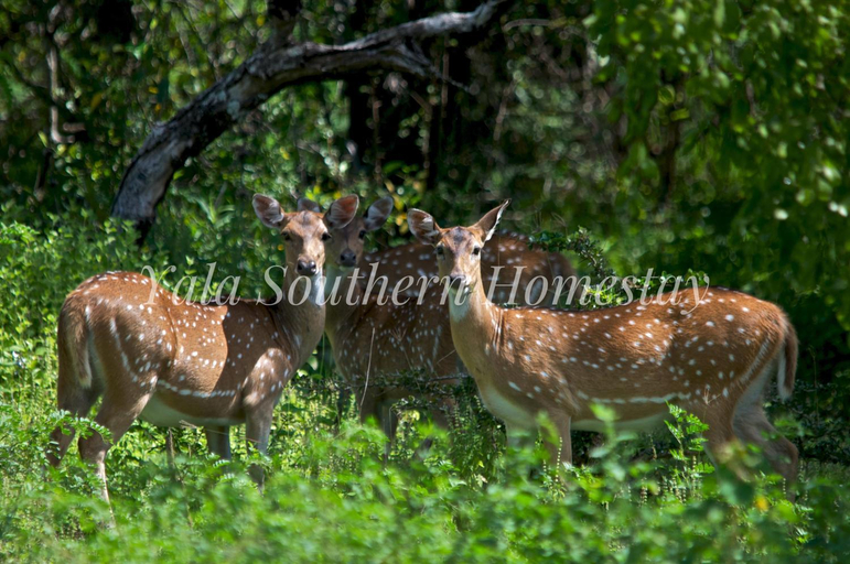 Others 3, Yala Southern Homestay, Thissamaharama