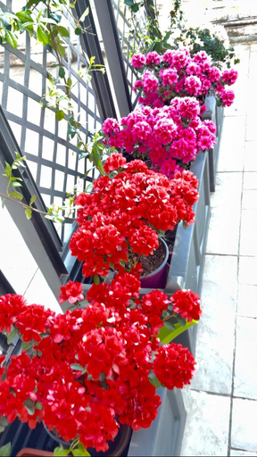 Scenery 22